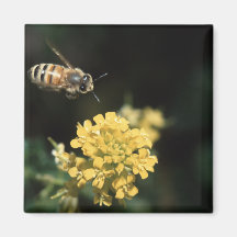 bee fridge magnets