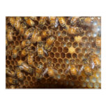 Bee Hive Postcard