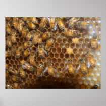 Bee Hive Posters