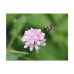 Bee In Flight Post Cards