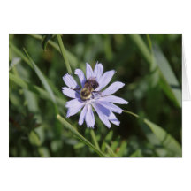 Bee in the Chickory Card