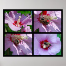 Bee in the Rose of Sharon Print