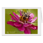 Bee In The Zinnias