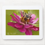 Bee In The Zinnias