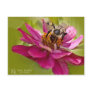 Bee In The Zinnias