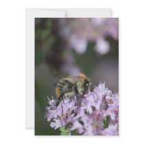 Bee Personalized Announcements
