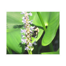 Bee on a Flower Canvas Print
