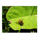 Bee on a leaf postcard