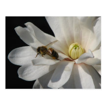 Bee on a Magnolia Centennial 2 Post Cards
