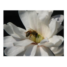 Bee on a Magnolia Centennial 3 Post Card