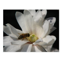 Bee on a Magnolia Centennial Post Cards
