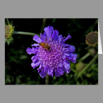 Bee on a Purple Flower note card cards