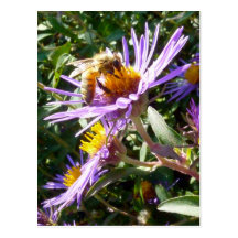 Bee on a Purple Flower Post Cards