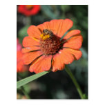 Bee on an orange flower postcard