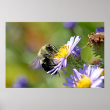 Bee on Aster Flower Photo Posters