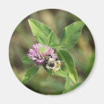 Bee on Clover Magnet