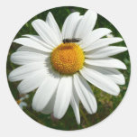 Bee on Daisy Sticker