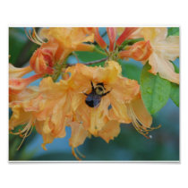 Bee on flower Photo