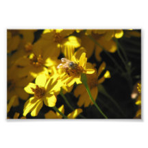 Bee on flower photographic print