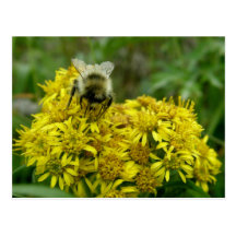 Bee on Goldenrod, Unalaska Island Postcards