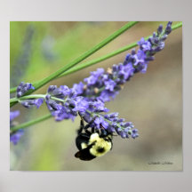 Bee on Lavendar Poster