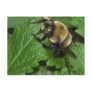 Bee on Lemon Balm Postcard