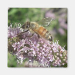 Bee on Mint Flower Magnets