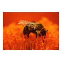 Bee on Orange Flower Photo Print