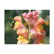 Bee On Snapdragon Flower Photo Postcard