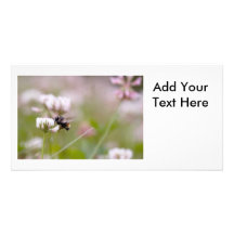 Bee Pollinating Clover Custom Photo Card