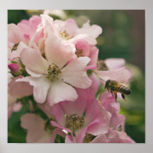 Bee Pollinating Pink Flower Posters
