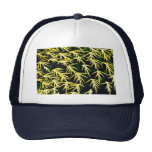 Bee - top of head hats