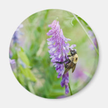 bee with colour magnets