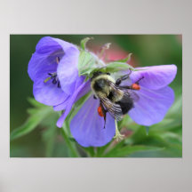 'Bee with Pollen' Fine Photographic Print