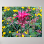 Beebalm Flower Poster