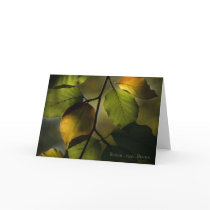 Beech Greeting Card