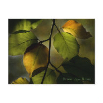 Beech Postcard