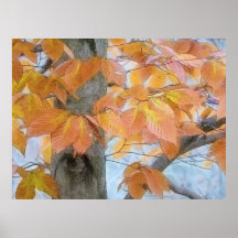 Beech Tree In The Winter Woods Poster