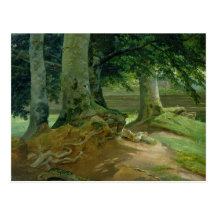 Beech Trees in Frederiksdal near Copenhagen Post Cards