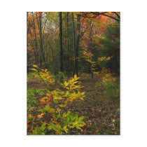 Beech Woods
