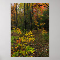 Beech Woods
