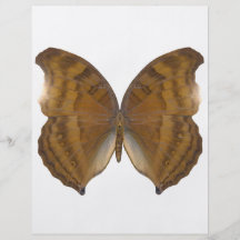 BeechWing Butterfly Flyer