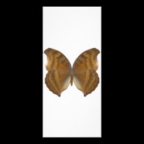 BeechWing Butterfly rack cards