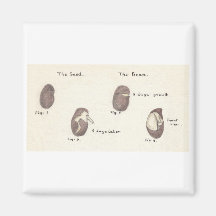 Been Seed Sprouting Fridge Magnet