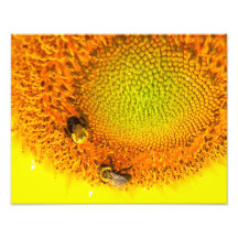 Bees and Sunflower Fine Art Photograph