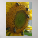 Bee's Delight posters