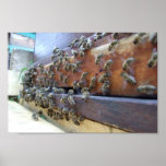 Bees Getting In Their Hive Print
