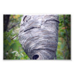 Bees nest photo print