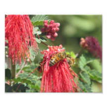 Bees on Pink Flower Art Photo