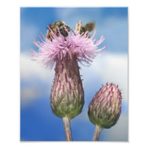 Bees on Pink Thistle Cirsium Arvense Flowers Photo Print